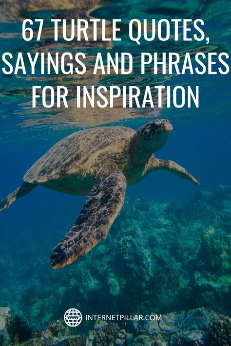 67 Turtle Quotes, Sayings and Phrases for Inspiration - #quotes #bestquotes #dailyquotes #sayings #captions #famousquotes #deepquotes #powerfulquotes #lifequotes #inspiration #motivation #internetpillar Sea Turtle Quotes Inspiration, Turtle Inspiration Quotes, Sea Turtle Sayings, Quotes About Turtles, Turtle Captions Instagram, Turtle Sayings Quotes, Ocean Sayings And Quotes, Turtle Quotes Inspiration, Sea Turtle Quotes