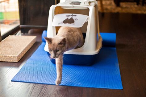 How To Clean Yoga Mat Diy, Old Yoga Mat Reuse, Cleaning Yoga Mat, Yoga Mat Diy, Yoga Mat Cleaner, Liforme Yoga Mat, Cat Room, Yoga Mat, Dollar Stores