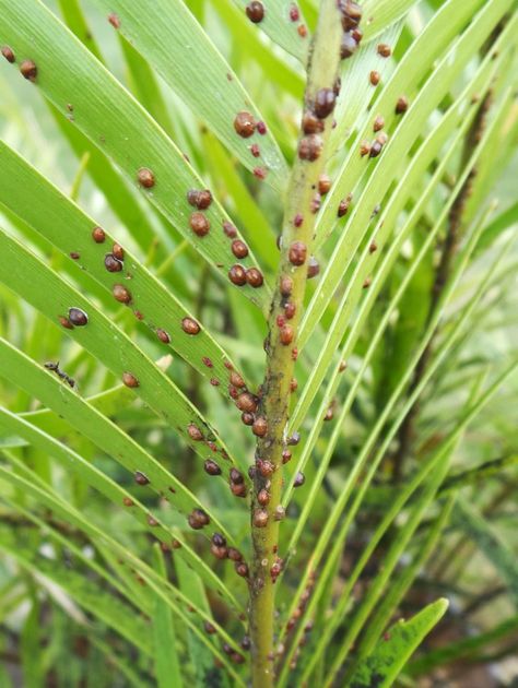 Scale Insects – Wisconsin Horticulture Master Gardener Program, Plant Parts, Plant Bud, Scale Insects, Master Gardener, Parts Of A Plant, Invasive Species, Forest Service, Ornamental Plants