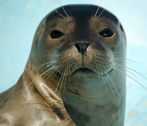 Harbor Seal "Miss Polka-Dot" | Flickr - Photo Sharing! Seal Face, Ocean Aquarium, Fur Seal, Sea Mammal, Harbor Seal, Cute Seals, A Seal, Marine Mammals, Sea Lion