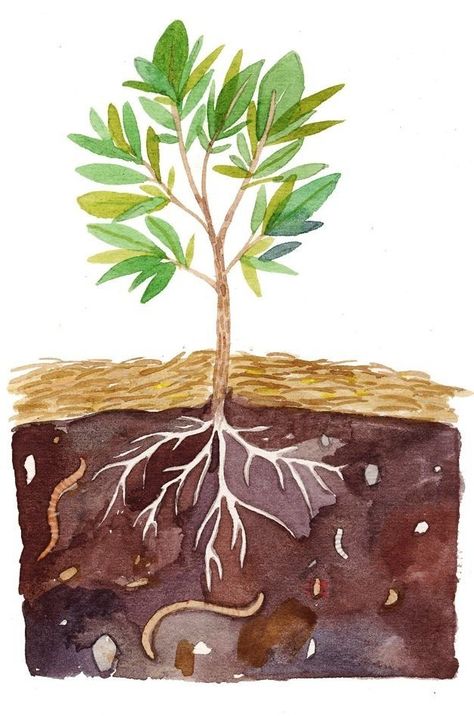 Plant Growing Illustration, Soil Illustration, Soil Drawing, Roots Drawing, Seed Illustration, Growing Plants From Seeds, Book Cover Page Design, Drawing Notebook, Children Drawing