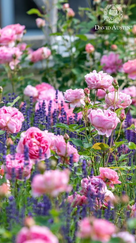 Create a charming two-plant cottage garden by combining the beauty of English Roses with the elegance of English Lavender. This duo offers a vibrant, easy-to-maintain garden full of colour and charm. Rose Cottage Garden, Rose And Lavender Garden, Lavender Garden Ideas, Cottage Style Garden, English Flower Garden, Rose Hedge, Cottage Garden Ideas, English Rose Garden, Cottage Garden Roses