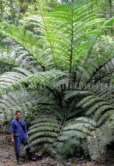 Giant fern Angiopteris Evecta, Giant Fern, Giant Plants, Northern Australia, Madagascar 1, Ferns Garden, Halloween Garden, Fern Plant, Tropical Gardens