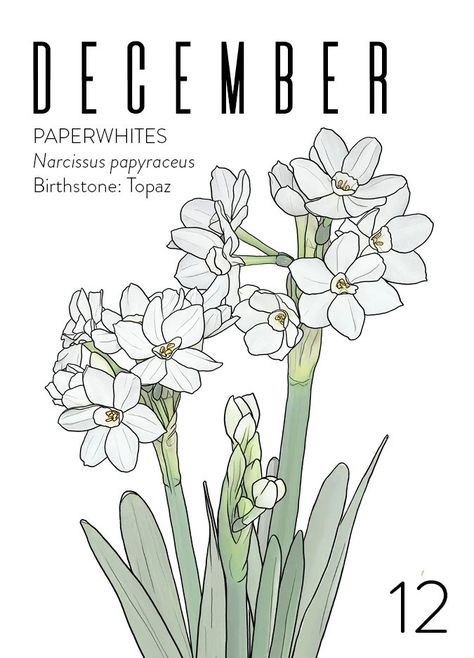 Paperwhites Flowers, December Flower, Floral Drawings, December Birth Flower, May Birth Flowers, Digital Art Journal, Wholesale Plants, Birthday Gifts For Grandma, Floral Drawing