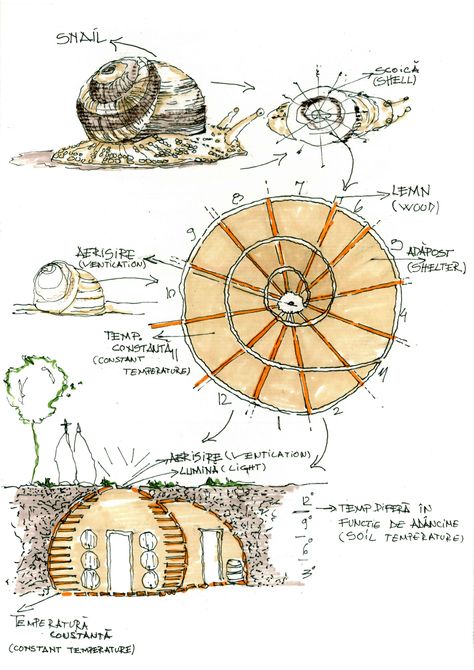 Concept Evolution Architecture, Snail Architecture, Form Evolution Architecture, Biomimetic Architecture, Organic Architecture Concept, Amphitheater Architecture, Biomimicry Architecture, Concept Draw, Architecture Drawing Plan