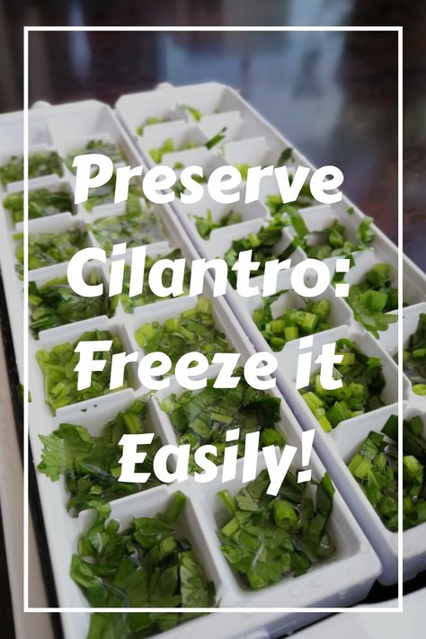 How To Save Cilantro How To Store, Best Way To Store Cilantro, Keeping Cilantro Fresh, Uses For Cilantro, What To Do With Extra Cilantro, How To Freeze Cilantro, Freeze Cilantro, How To Preserve Cilantro, Preserve Cilantro