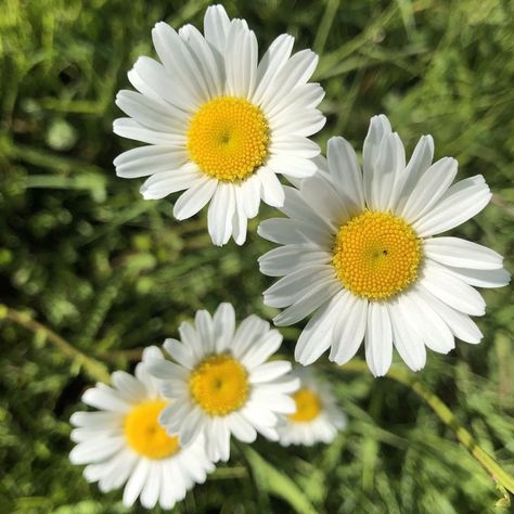 tumblr: @loonary Oxeye Daisy, Purple Loosestrife, Buy Seeds, Wildflower Meadow, Pond Plants, River Bank, Small Ponds, Grass Seed, Wildflower Seeds