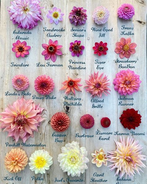 Dahlia Flower Varieties, Types Of Dahlias Flower, Dahlia Flower Types, Dahlia Types, Dahlia Tattoos, Wildflower Inspiration, Daliah Flower, Delilah Flower, Dalia Flower