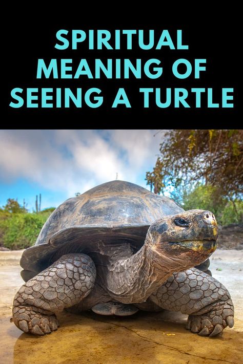 Turtle Meaning, Turtle Spirit Animal, Turtle Symbolism, Spirit Animal Meaning, Animal Meanings, Animal Spirit Guides, Animal Symbolism, Spiritual Health, A Turtle