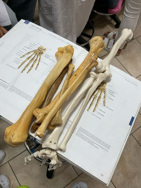 Orthopedic Doctor, Forensic Anthropology, Aesthetic Doctor, Medical School Life, Surgeon Doctor, Vet Medicine, Basic Anatomy And Physiology, Medical Student Motivation, Med School Motivation