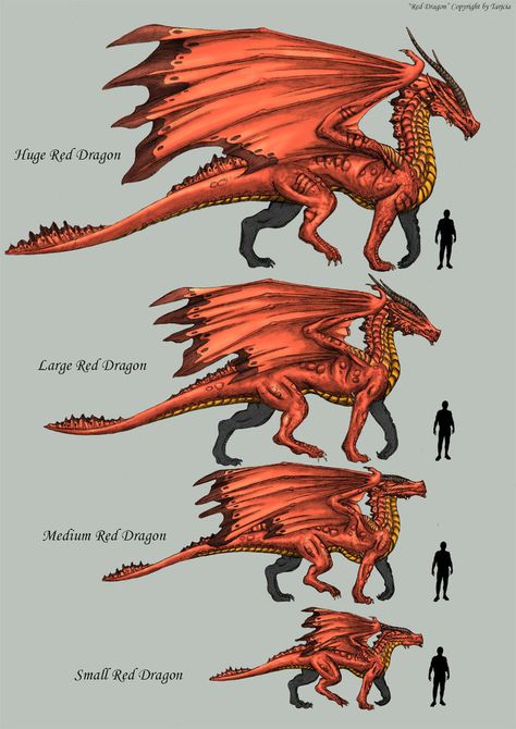 Dragon Anatomy, Types Of Dragons, Dnd Dragons, Dragon Scales, Dragon Sketch, Cool Dragons, Fantasy Beasts, Creature Drawings, Dragon Pictures