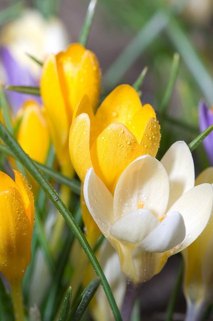 Yellow Crocus, Wet Flowers, Crocus Flowers, Crocus Bulbs, Crocus Flower, Flower Yellow, Garden Bulbs, Yellow Wallpaper, Flowering Trees