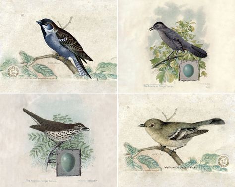 Vintage Bird Art Prints - free downloadable vintage ornithology prints! Would be pretty framed as wall art or printed smaller as special note cards or stationery. Love them! Free Printables Birds, Printable Birds Free, Upcycled Antiques, Vintage Bird Prints, Bird Printables, Botanical Printables, Free Vintage Printables, Bird Free, Scale Art