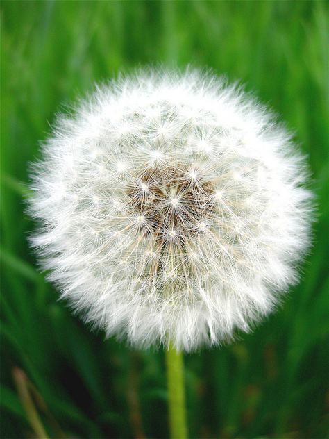 Dreamy Nature, Dandelion Puffs, Dandelion Wishes, Dandelion Seeds, Dandelion Clock, A Dandelion, Dandelion Wish, Dandelion Flower, Microsoft 365