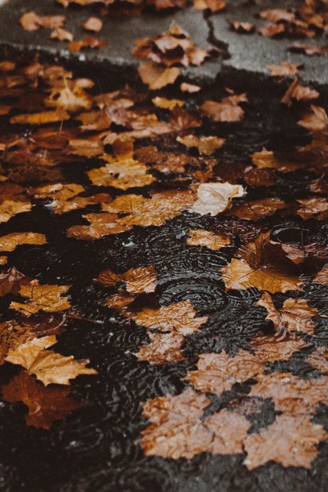 October Wallpaper, Autumn Rain, Iphone Wallpaper Fall, No Rain No Flowers, Fall Feels, Best Seasons, Autumn Season, Autumn Cozy, Autumn Aesthetic