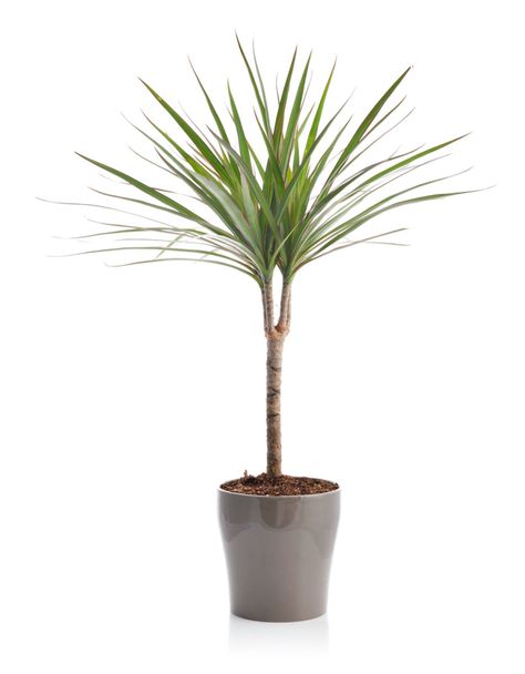 Dracaena Care, Dracaena Plant Care, Dracena Plant, Snake Plant Care, Dracaena Plant, نباتات منزلية, Making Plant Pots, Plant Care Houseplant, Indoor Plant Care