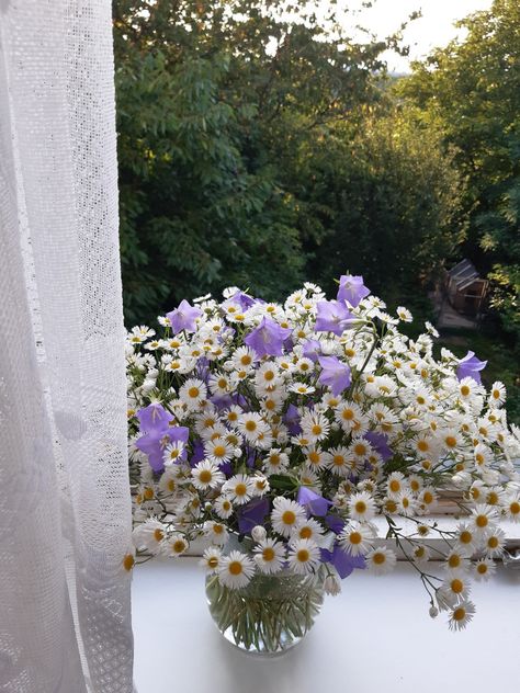 Daisy, Lavender, Purple, Flowers, White