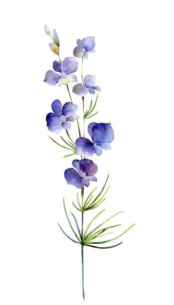 Delphinium Tattoo, Larkspur Flower Tattoos, Purple Delphinium, Coffee Cup Tattoo, Larkspur Tattoo, Delphinium Flower, Abstract Watercolor Flower, Animal Painter, Larkspur Flower