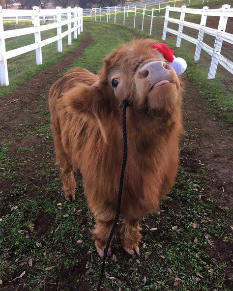 Adorable Highland Calf enjoying the holiday season with a Santa Hat.https://ift.tt/2G1xdt2 Fluffy Cow, Mini Cows, Fluffy Cows, Highland Cows, Moo Moo, Baby Cow, Baby Cows, Cute Cows