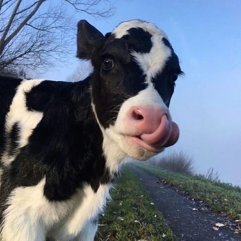 Cow, Road, Black And White, White, Black