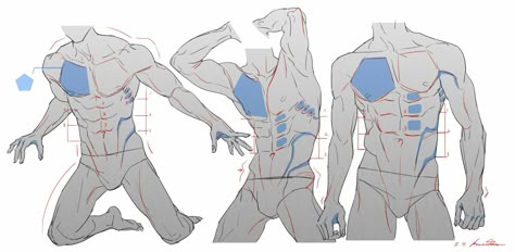 Anatomy Muscles, Pectoralis Major, Drawing Poses Male, Human Anatomy Drawing, Human Figure Drawing, Anatomy Sketches, Anatomy Poses, Body Reference Drawing, 캐릭터 드로잉