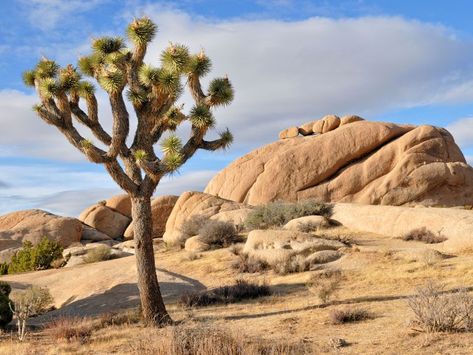 Desert Inspo, Mojave California, Crimson Skies, Desert Biome, Joshua Trees, Scenery Ideas, Fabulous Killjoys, Desert Trees, Outside Fall Decor