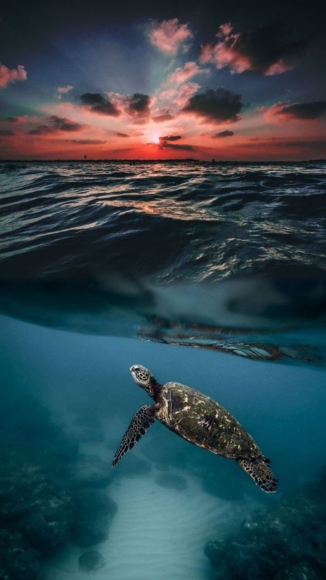 Sea Turtles Wallpaper Explore more wallpaper. https://www.whatspaper.com/sea-turtles-wallpaper-6/ Sea Turtle Wallpaper Aesthetic, Sea Turtles Photography, Sea Turtle Wallpaper, Turtle Background, Sea Turtle Pictures, Turtle Wallpaper, Ocean Turtle, Baby Sea Turtles, Cutee Animals