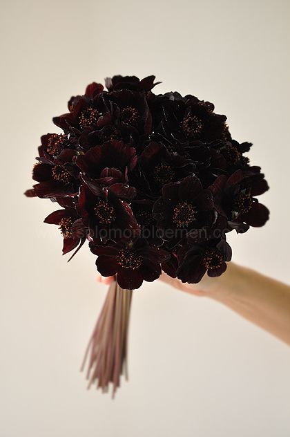 Chocolate Cosmos Flower, Cosmos Bouquet, Rocker Wedding, Black Petunias, Chocolate Cosmos, Goth Garden, Pagan Wedding, Gothic Garden, Cosmos Flowers