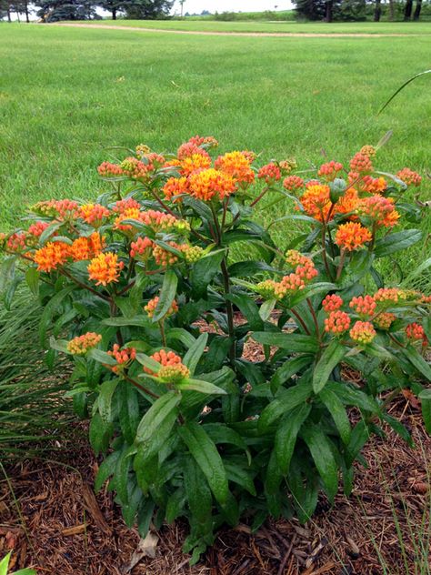 Milkweed Garden, Butterfly Milkweed, Milkweed Flower, Blooming Perennials, Butterfly Garden Plants, Butterfly Gardens, Blazing Star, Milkweed Plant, Prairie Flower