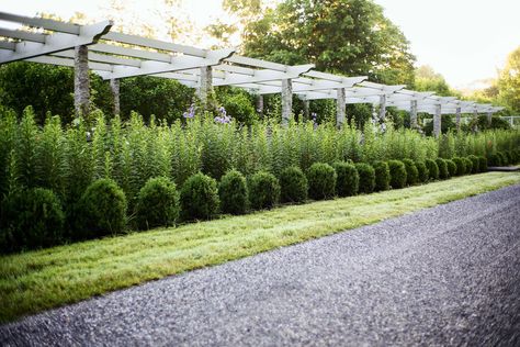 driveway border 350 feet homegrown shrubs boxwood Martha Stewart Garden, Natural Fences, Driveway Border, Residence Landscape, Boxwood Landscaping, Cut Garden, Boxwood Garden, Privacy Trees, Mary Mary