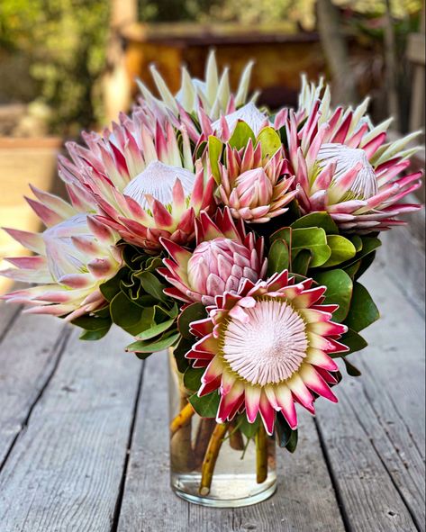 Just a few reminders of why we love springtime so much. 🌸👑 🌸 #fynbos #protea #king #cynaroides #majesticvibes #savoringtheseason #cagrown King Protea Tattoo, King Protea Bouquet, Ancient Flowers, Protea Cynaroides, Queen Protea, King Protea Flower, South African Flowers, African Inspired Wedding, Protea Art