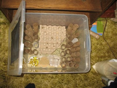 Easy inexpensive cricket setup. Chameleon Food, Cricket Farming, Edible Bugs, Chameleon Care, Bearded Dragon Diy, Bearded Dragon Cage, Bearded Dragon Habitat, Edible Insects, Bearded Dragon Care