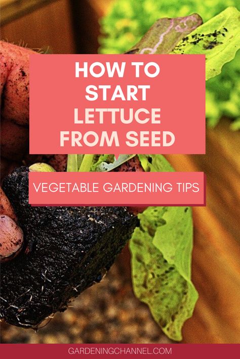 How To Plant Lettuce Seeds, How To Plant Lettuce, Planting Lettuce Seeds, Plant Lettuce, Planting Lettuce, Plant Business, Red Lettuce, Seed Tape, Seed Starter Kit