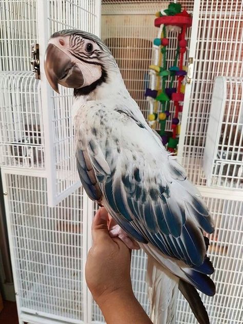 Pet Birds Parrots, Parrot Pet, Parrots Art, Funny Parrots, Macaw Parrot, Pretty Animals, Funny Birds, Exotic Birds, Cute Animal Photos