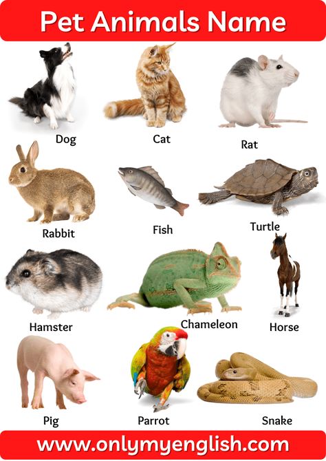 Pet Animals Name: List of Pet Animal In English with Pictures Pet Animals Name, Pet Animals Drawing, Animals Name With Picture, Animals Name List, Animal Pictures For Kids, Animals Name In English, Animals Name, Animal Infographic, Pets Preschool Theme