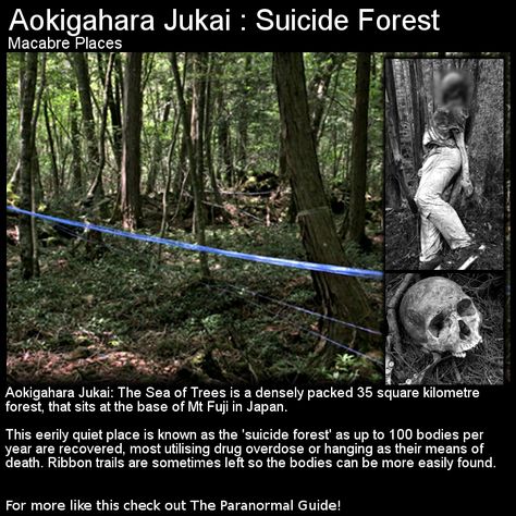 Aokigahara Forest, Paranormal Stories, Haunted Forest, Legends And Myths, The Boogeyman, Creepy Things, Scary Creepy, Creepy Stuff, Scary Places