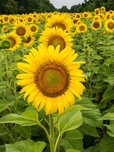 Grow Sunflowers, Geranium Plant, Growing Sunflowers, Planting Sunflowers, Sunflower Fields, Plant Collection, Geraniums, The Happy, Beautiful Roses