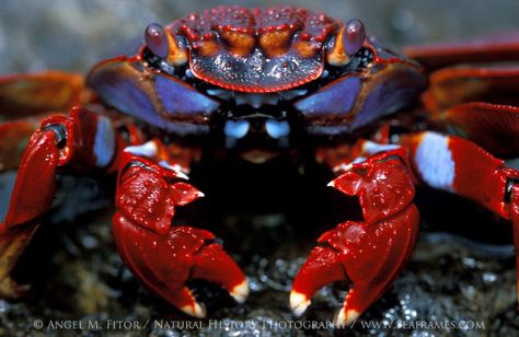 Angel M. Fitor Life Under The Sea, Crab And Lobster, Aquatic Animals, Ocean Conservation, Galapagos Islands, Crustaceans, Wildlife Nature, Marine Animals, Ocean Creatures