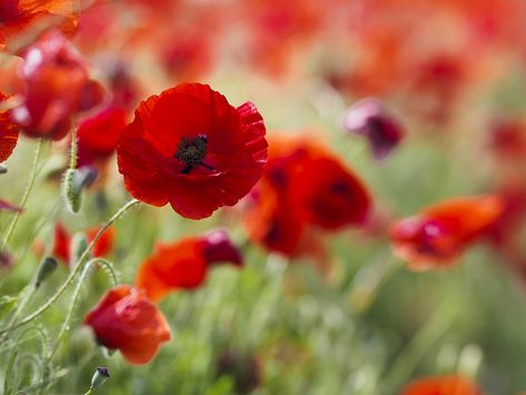 Corn poppy: The beauty with many symbolisms - CGTN Corn Poppy, Javier Fernandez, Potager Garden, Red Blossoms, Wheat Field, Wheat Fields, Meadow Flowers, Easy Plants, Flowering Plants