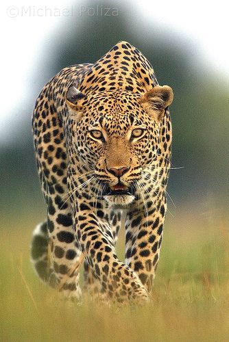 Stalk . Okavango Delta . Botswana Funny Wildlife, Majestic Animals, Cheetahs, Large Cats, Wildlife Animals, African Animals, Leopards, Animal Planet, Exotic Pets