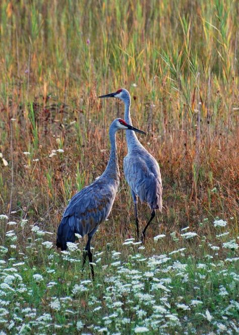 sand hill cranes MyBayCity.com V3 Sand Hill Cranes, Sandhill Cranes, Sandhill Crane, Herons, Big Bird, Bird Pictures, All Birds, Exotic Birds, Pretty Birds