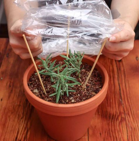 How To Propagate Lavender From Cuttings - Step-By-Step With Photos Propagating Lavender, Lavender Pruning, Propagate Lavender, Lavender Growing, Lavender Plant Care, How To Propagate Lavender, Lavender Hedge, Lavender Varieties, Lavender Plants