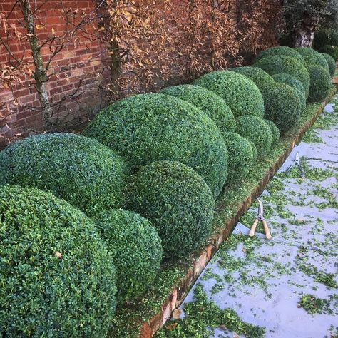 Cloud Pruning, Farm Landscaping, Boxwood Landscaping, Modern Garden Landscaping, Garden Front Of House, Boxwood Garden, Garden Hedges, Backyard Garden Layout, Topiary Garden