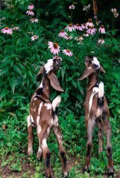 Nubian Goat's Mini Nubian Goats, Farm Decor Ideas, Funny Farm Animals, Nubian Goats, Milk Goats, Goat Pen, Mini Goats, Nubian Goat, Goat Care