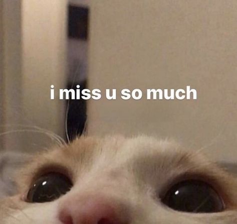 Missing You Memes, I Miss You Cute, Random Number, Miss U So Much, Thirty Two, Miss U, Silly Cats Pictures, Jokes Pics, I Miss U