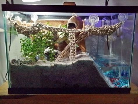 Hermit Crab Habitat Ideas, Crabitat Ideas, Hermit Crab Cage, Tank Setup Ideas, Halloween Crab, Hermit Crab Homes, Crab Habitat, Hermit Crab Habitat, Crab Tank