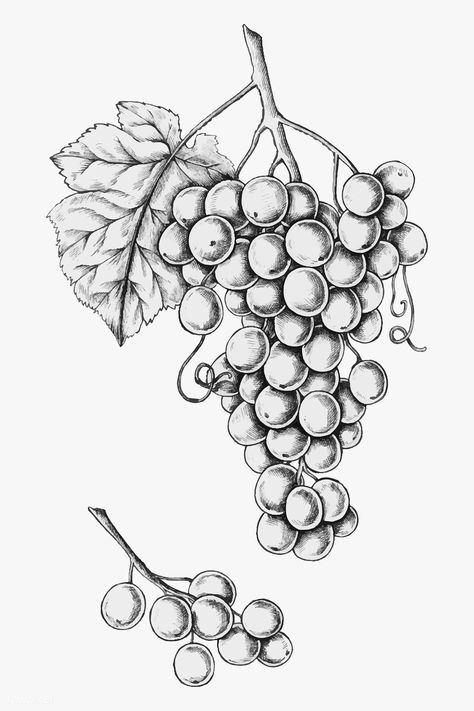 Hand drawn fresh grapes vector | premium image by rawpixel.com / Noon How To Draw Grapes, Communion Tattoo, Grape Sketch, Grapes Sketch, Grape Tattoo, Grapes Illustration, Grape Illustration, Grape Drawing, Pineapple Vector