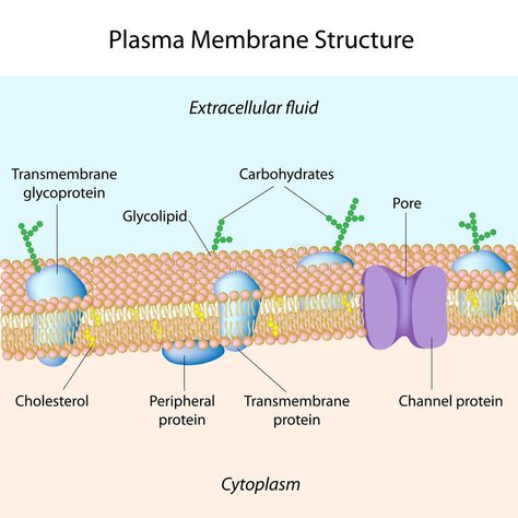 Plasma membrane. Molecular structure of plasma membrane, eps8 , #Ad, #Molecular, #membrane, #Plasma, #plasma, #structure #ad Extracellular Fluid, Cell Diagram, Cell Transport, Cell Parts, Biology Projects, Membrane Structure, Plasma Membrane, Dental Hygiene School, Ap Biology