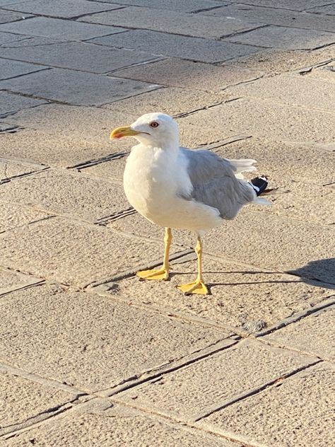 Aesthetic Seagull, Seagulls Aesthetic, Seagull Aesthetic, Different Planets, Fav Place, Sea Gull, Mythical Creature, Silly Animals, Sea Birds