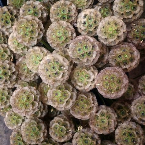 Scabiosa pods Scabiosa Flower, Scabiosa Pods, Interesting Plants, Floral Wedding Cakes, Wedding Arbour, Floral Headpiece, Aisle Decor, Whimsical Wedding, Seasonal Flowers